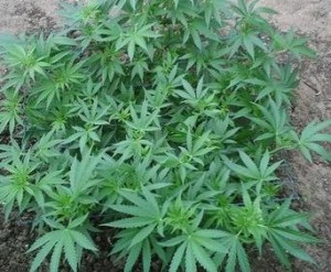 metodo-secano-marihuana