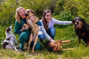 chips-perros
