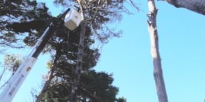 ecologia