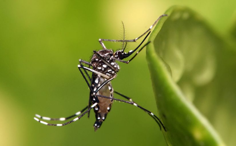Mosquitos en Pinamar