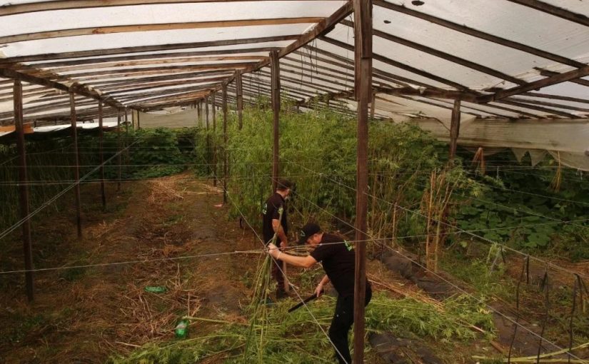 Mar del Plata: Descubren invernadero de marihuana