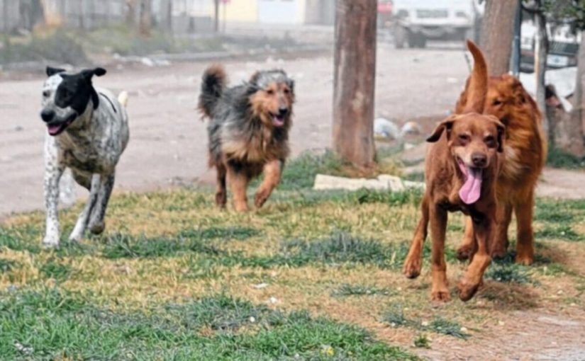 MADARIAGA: Reclamo por perros levantados de la vía pública. Hoy a las 16;30 habrá una movilización frente al municipio pidiendo la liberación de los animales.